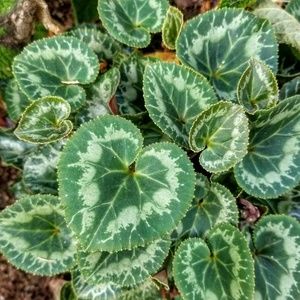 Meet your Posher, Yvonne